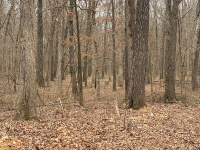 24.48 acre tract for sale in Huntsville Arkansas - image 2