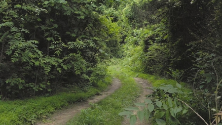 NC Land For Sale/ Alexander County Land For Sale/ Timberland - image 7