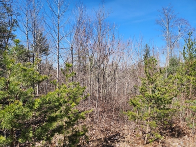 NC Land For Sale/ Alexander County Land For Sale/ Timberland - image 4