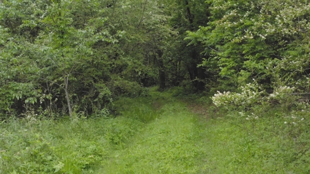NC Land For Sale/ Alexander County Land For Sale/ Timberland - image 10