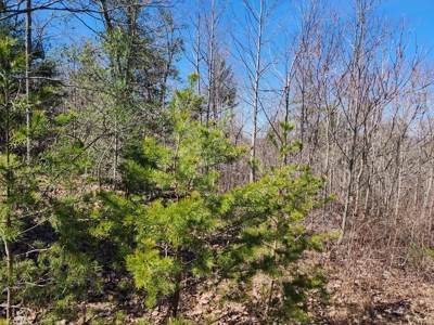 NC Land For Sale/ Alexander County Land For Sale/ Timberland - image 5