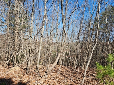 NC Land For Sale/ Alexander County Land For Sale/ Timberland - image 6