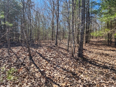 NC Land For Sale/ Alexander County Land For Sale/ Timberland - image 3