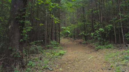 NC Land For Sale/ Alexander County Land For Sale/ Timberland - image 8