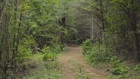 NC Land For Sale/ Alexander County Land For Sale/ Timberland - image 9
