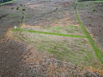 Hunting Land For Sale in Franklin Parish, LA 540 Acres - image 23