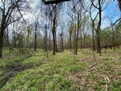 Hunting Land For Sale in Franklin Parish, LA 540 Acres - image 6