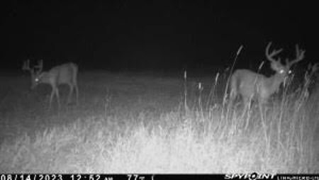 Hunting Land For Sale in Franklin Parish, LA 540 Acres - image 49