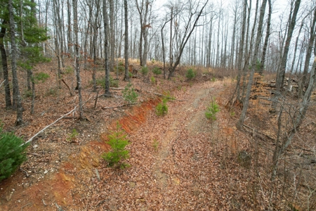 181 Acres of Land For Sale in Franklin County, Virginia - image 16