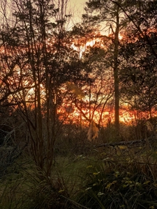 9.8 ACRES in LUMBERTON TX FOR AUCTION - image 3