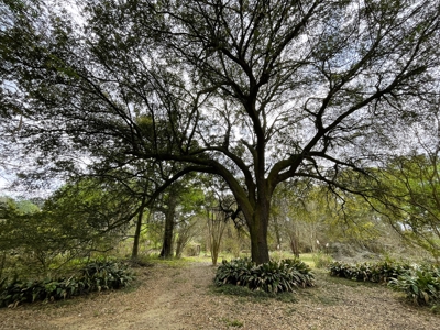9.8 ACRES in LUMBERTON TX FOR AUCTION - image 14