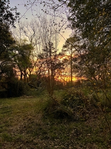 9.8 ACRES in LUMBERTON TX FOR AUCTION - image 4