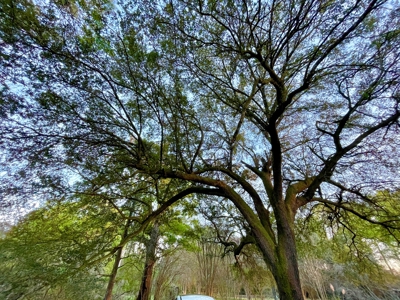 9.8 ACRES in LUMBERTON TX FOR AUCTION - image 7