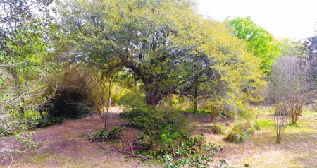 9.8 ACRES in LUMBERTON TX FOR AUCTION - image 8