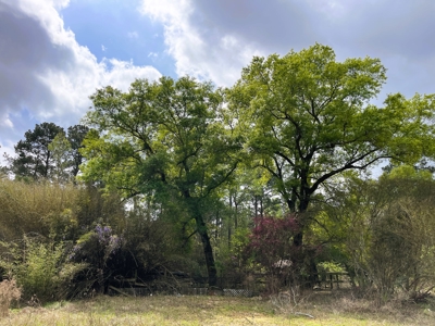 9.8 ACRES in LUMBERTON TX FOR AUCTION - image 17