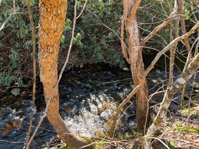 Recreational Land with Creeks for Sale in Woolwine VA! - image 28