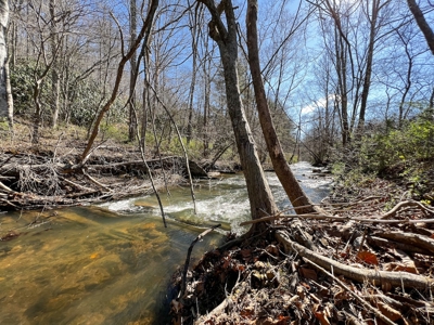 Recreational Land with Creeks for Sale in Woolwine VA! - image 22