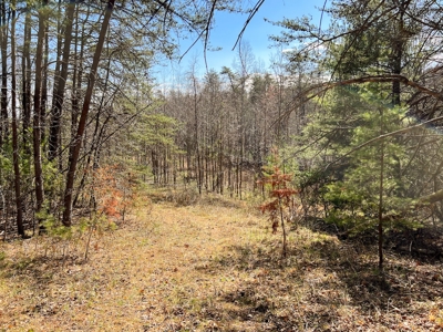 Wooded Land for Sale in Woolwine VA! - image 27