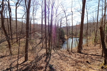 Wooded Land for Sale in Woolwine VA! - image 8