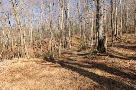 Wooded Land for Sale in Woolwine VA! - image 6