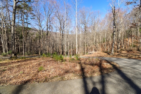 Wooded Land for Sale in Woolwine VA! - image 4