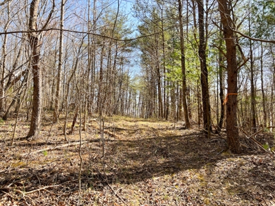Wooded Land for Sale in Woolwine VA! - image 26