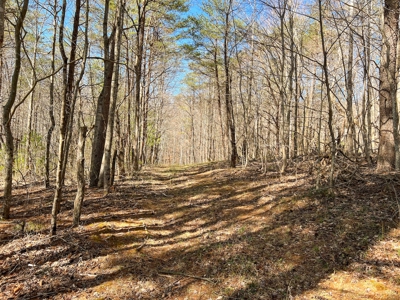 Wooded Land for Sale in Woolwine VA! - image 22