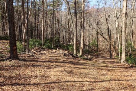 Wooded Land for Sale in Woolwine VA! - image 7
