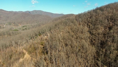 Wooded Land for Sale in Woolwine VA! - image 34