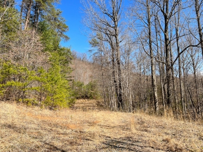 Wooded Land for Sale in Woolwine VA! - image 11