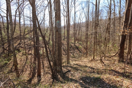 Wooded Land for Sale in Woolwine VA! - image 9