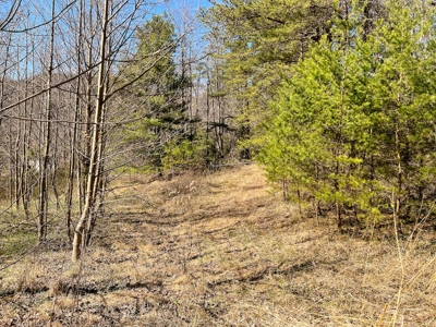Wooded Land for Sale in Woolwine VA! - image 21