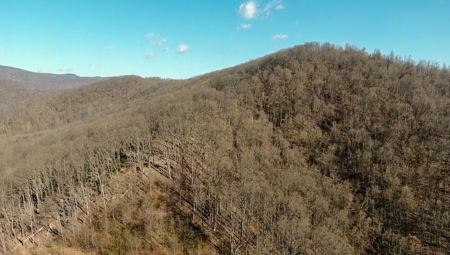 Wooded Land for Sale in Woolwine VA! - image 31