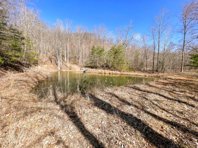 Wooded Land for Sale in Woolwine VA! - image 14