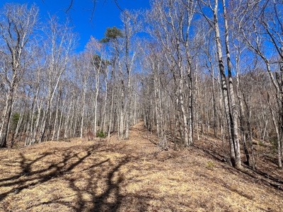 Wooded Land for Sale in Woolwine VA! - image 18