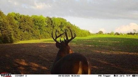 For Sale 140 Acres m/l in Worth County - image 5