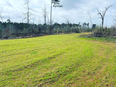 Alabama Blackbelt Hunting Land - image 2