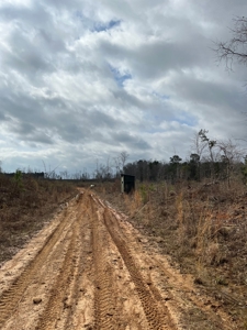 Alabama Blackbelt Hunting Land - image 19