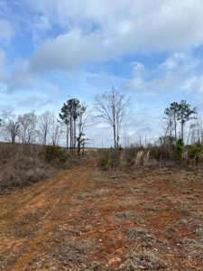 Alabama Blackbelt Hunting Land - image 13