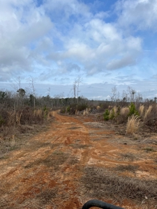 Alabama Blackbelt Hunting Land - image 11
