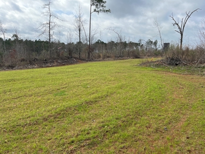Alabama Blackbelt Hunting Land - image 22