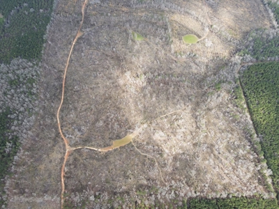 Alabama Blackbelt Hunting Land - image 7