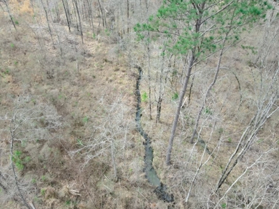 Alabama Blackbelt Hunting Land - image 26