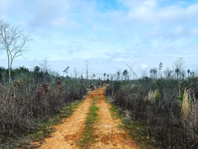 Alabama Blackbelt Hunting Land - image 3