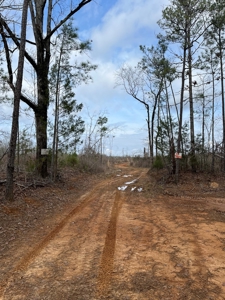 Alabama Blackbelt Hunting Land - image 10