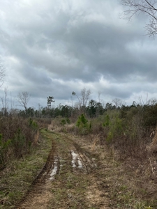 Alabama Blackbelt Hunting Land - image 18