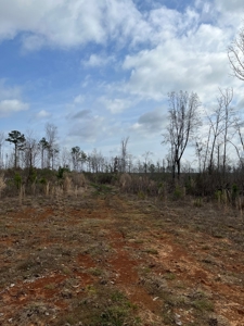 Alabama Blackbelt Hunting Land - image 14