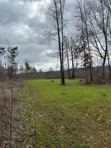 Alabama Blackbelt Hunting Land - image 17