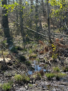 Hunting Acreage Nevada County Arkansas - image 2