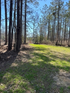 Hunting Acreage Nevada County Arkansas - image 27